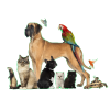 Pets & Pets Food